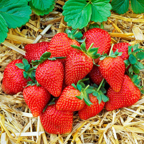 Sweet Sensation Strawberry | Gurney's Seed & Nursery Co.