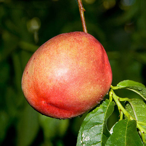 Goldmine White Nectarine Tree