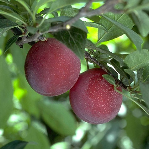 Beauty Plum Tree - Delicious, snack sized, bright red plums first year! 2  years old and 3-4 feet tall!