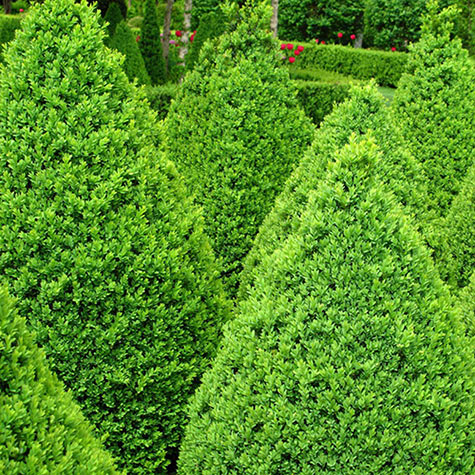 Green Mountain Boxwood Hedge | Shop Online at Gurney's