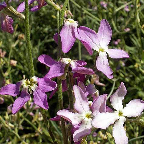 Evening Scented Stock | Flower Seeds for Sale from Gurney's