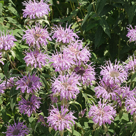 Bergamot (Monarda) | Flower Seeds for Sale from Gurney's