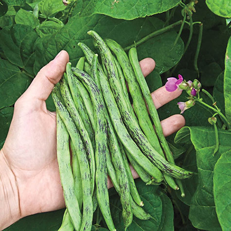 Rattlesnake Pole Bean Gurney S Seed Nursery Co