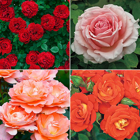 Our Choice Jumbo Climbing Rose - Shop Jumbo Roses | Gurneys