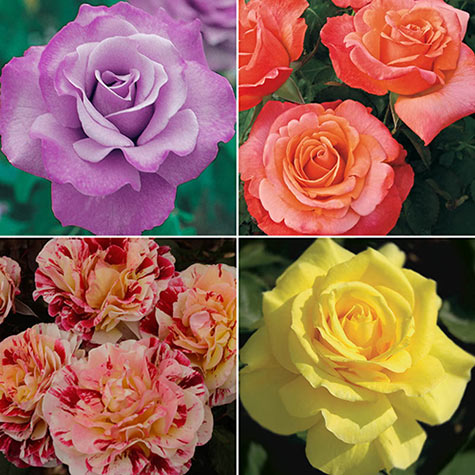 Our Choice Jumbo Floribunda Rose - Shop Jumbo Roses | Gurneys