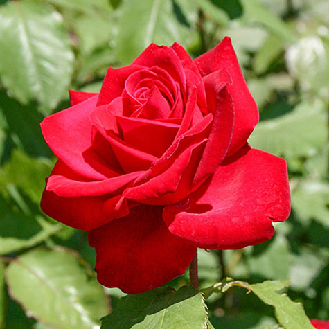 Olympiad Hybrid Tea Rose | Roses for Sale from Gurney's