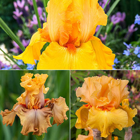 Hot Iris