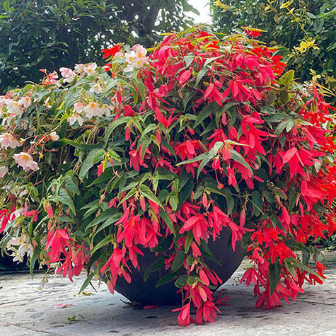 Boliviensis Hanging Begonia Mix Gurney s Seed Nursery Co