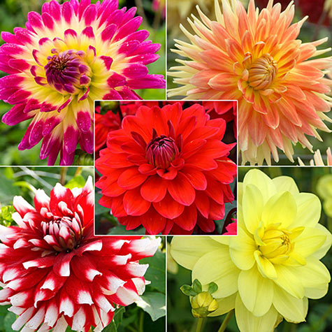 Buy Metamorphic Dahlia Blend | Gurney's Seed & Nursery