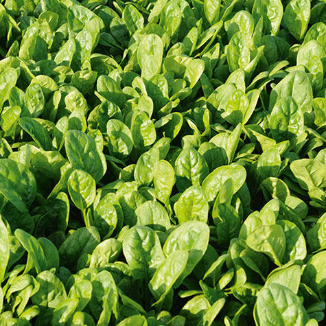 Patton Hybrid Spinach | Vegetable Seeds from Gurney's