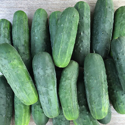 Gurney's Cucumber Slicing Americana Hybrid (20 Seed Packet)