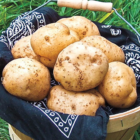 German Butterball Potato Gurney S Seed Nursery Co