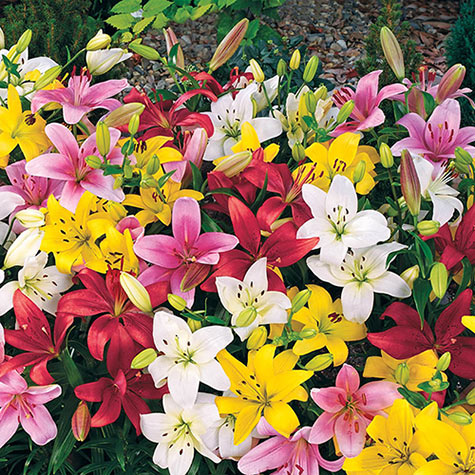 Carpet Border Lily Mixture Gurney S Seed Nursery Co   86330 