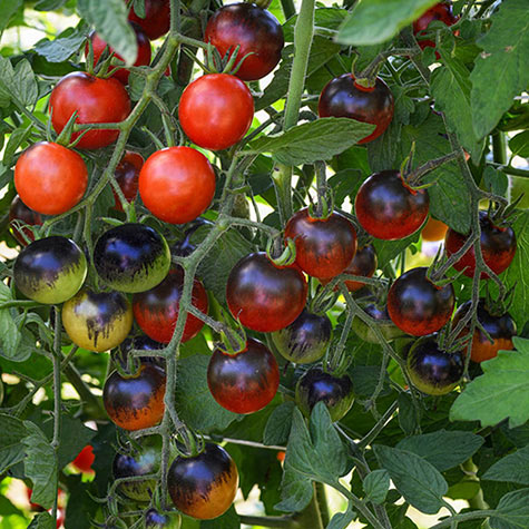 Indigo™ Blue Berries Tomato Seed