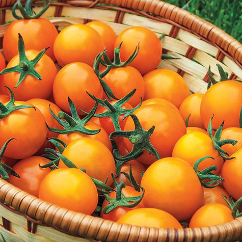 gift 30 seeds Cherry Sungold Orange Tomato Sweet Organic