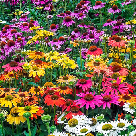 Coneflower Mix | Plants for Sale from Gurney's