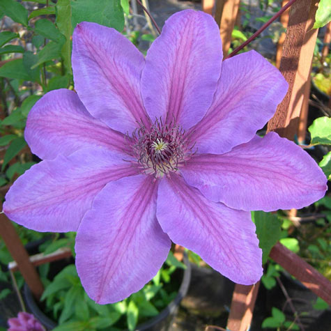 Clematis Horn Of Plenty | Gurney's Seed & Nursery Co.