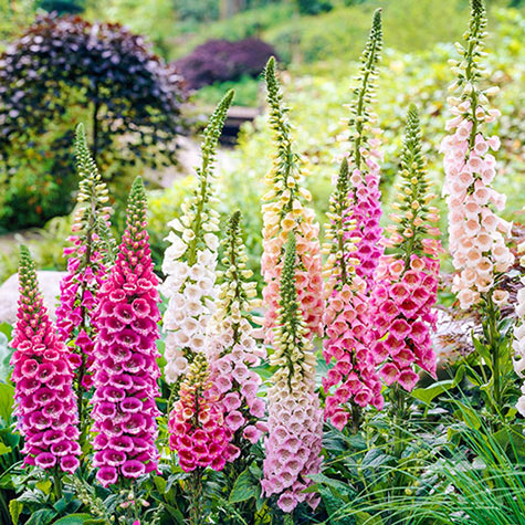 Woodland Excelsior Foxglove Mix | Perennials from Gurney's