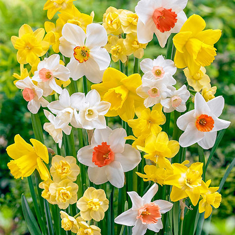 Fragrant Daffodil Mix | Gurney's Seed & Nursery Co.