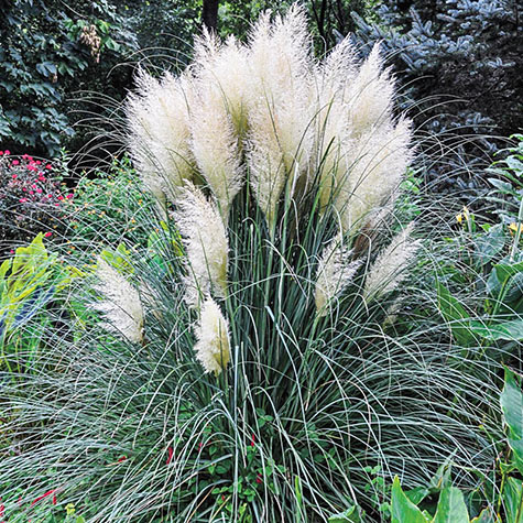 Blue Bayou Dwarf Pampas Grass | Gurney's Seed & Nursery Co.