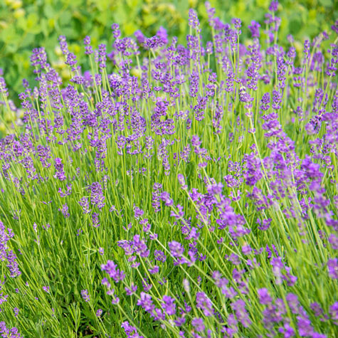 How to Grow Lavender - Gurney's Blog