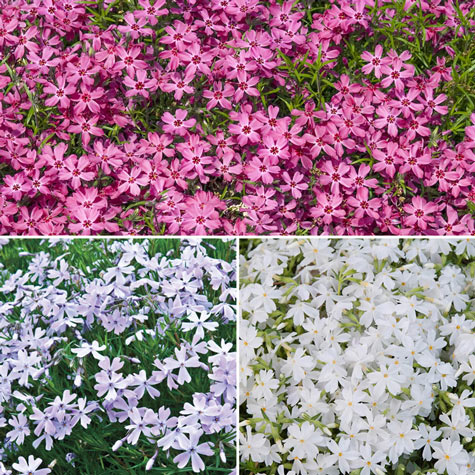 Creeping Phlox Collection | Gurney’s Seed & Nursery Co.