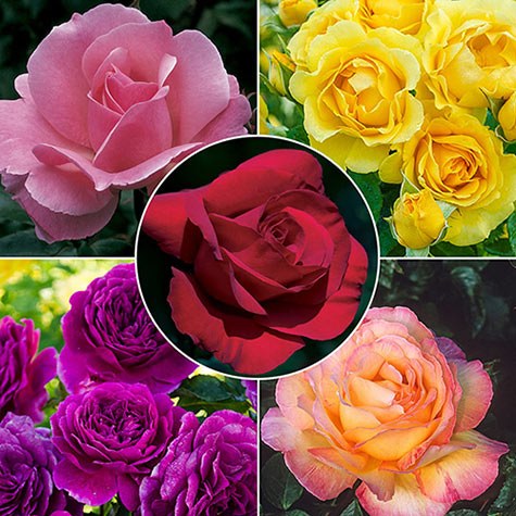 Landscape Color Collection | Roses | Gurney's Seed & Nursery