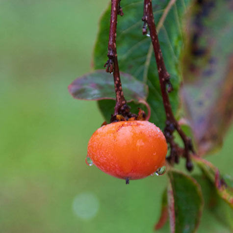 品切れ ORGUEIL オルゲイユ sack jackt persimmon juice | www.pro13