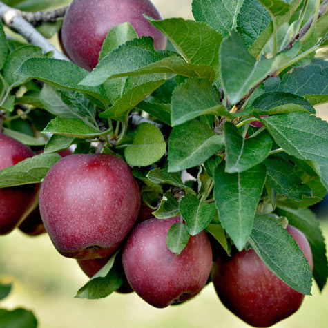 Fuji Apple Tree  Gurney's Seed & Nursery Co.