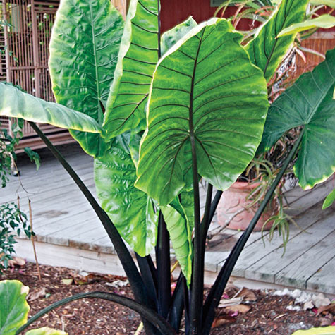 Black Stem Elephant Ears | Gurney's Seed & Nursery Co.