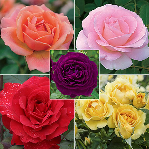 Rainbow of Roses Collection | Gurney's Seed & Nursery Co.