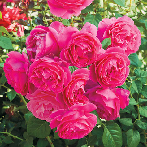 Grande Dame Hybrid Tea Rose | Gurney's Seed & Nursery Co.