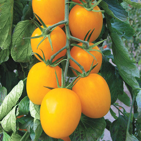 Golden Rave Hybrid Tomato 