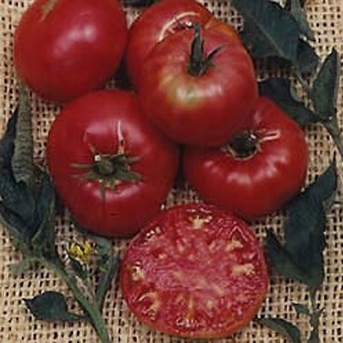 Pruden's Purple Tomato