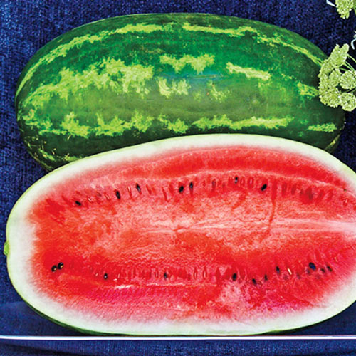 Plantation Pride Hybrid Watermelon