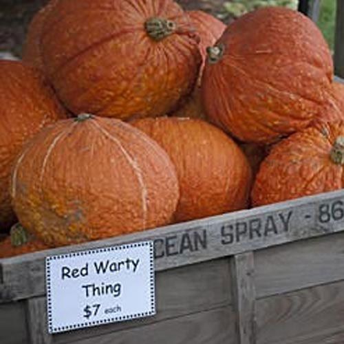 Red Warty Thing Pumpkin