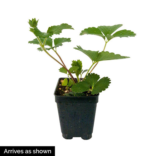Albion Everbearing Strawberry Plant