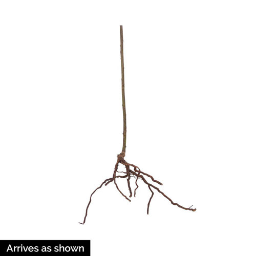 Marionberry Plant