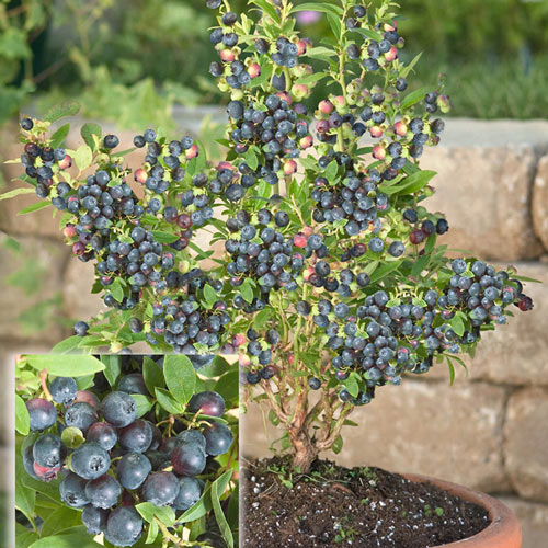 Dwarf Northsky Half-High Blueberry Plant