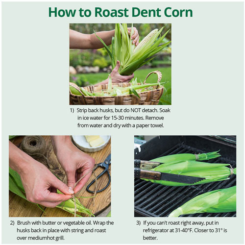 Eureka White Dent Corn Seed