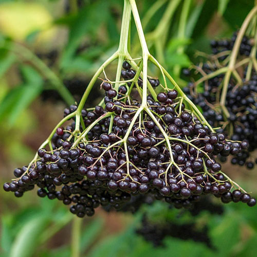 American Elderberry Gurney's Seed & Nursery Co.