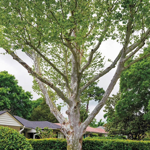 American Sycamore Tree Native And Landscape Trees