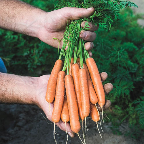 Adelaide Hybrid Carrot Seed