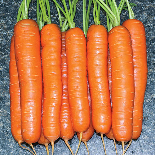 Yaya Hybrid Carrot Seed