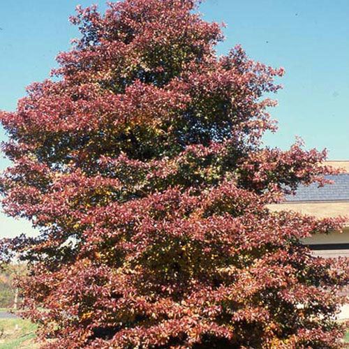 Black Tupelo Tree