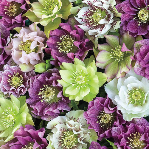 Double-Flowered Hellebores Plant