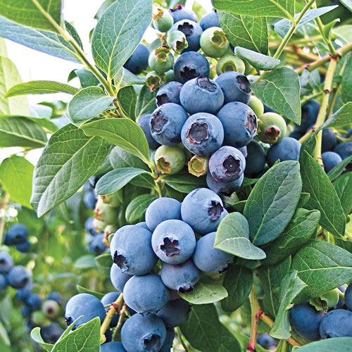 O'Neal Southern Highbush Blueberry Plant