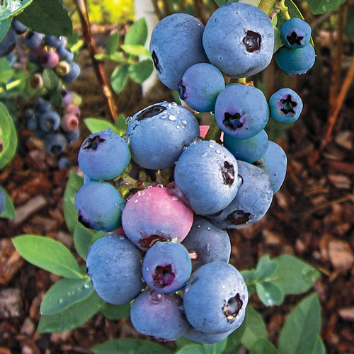 Titan Rabbiteye Hybrid Blueberry Plant