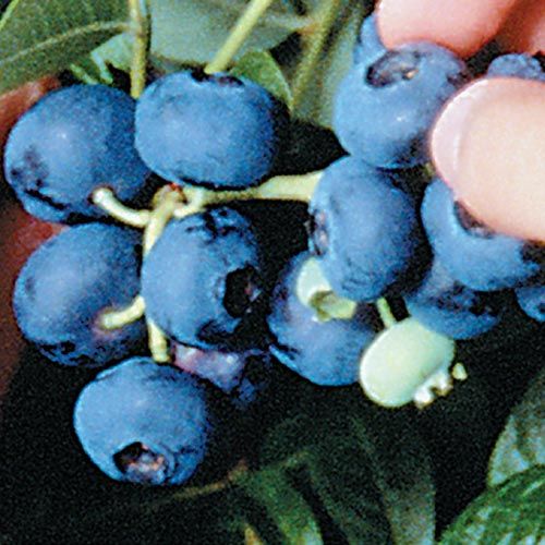 Powderblue Rabbiteye Hybrid Blueberry Plant