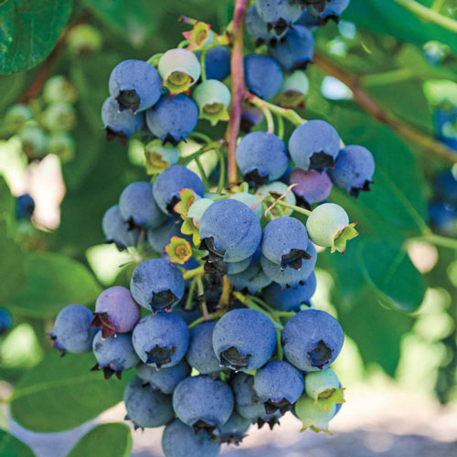 Ochlockonee Rabbiteye Hybrid Blueberry Plant